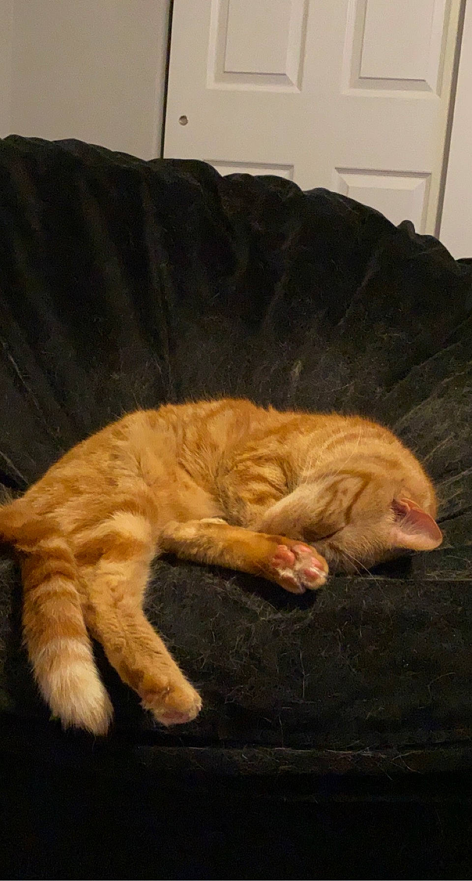 Obito is registered to the contest to win money with this photo: carnivore, cat, claw, comfort, domestic_short_haired_cat, eye, fawn, felidae, flooring, fur, hardwood, head, paw, room, small_to_medium_sized_cats, snout, tail, terrestrial_animal, whiskers, wood