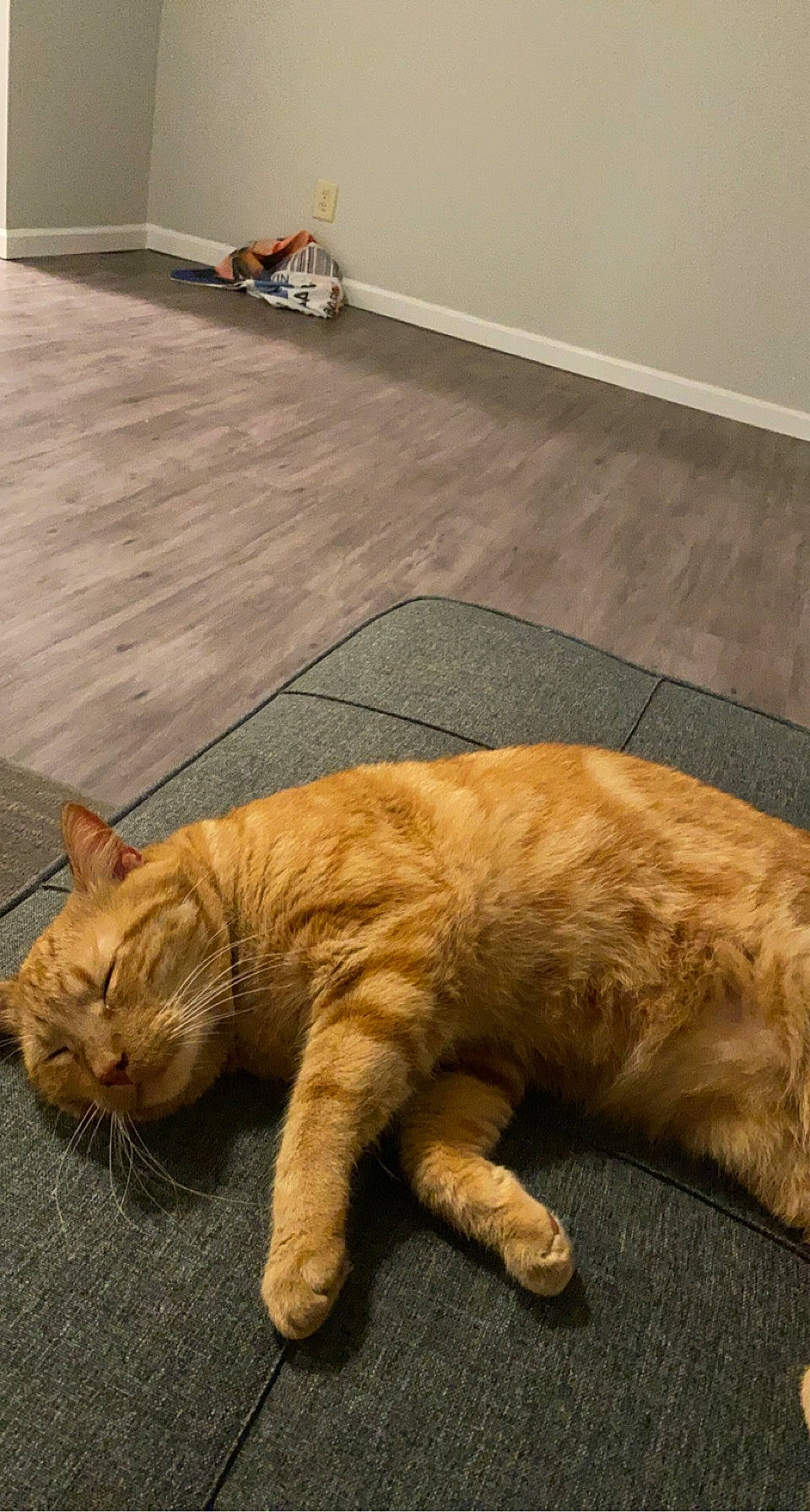 Obito is registered to the contest to win money with this photo: carnivore, cat, claw, comfort, domestic_short_haired_cat, fawn, felidae, floor, flooring, fur, hardwood, paw, sitting, small_to_medium_sized_cats, snout, tail, terrestrial_animal, whiskers, wood, wrinkle