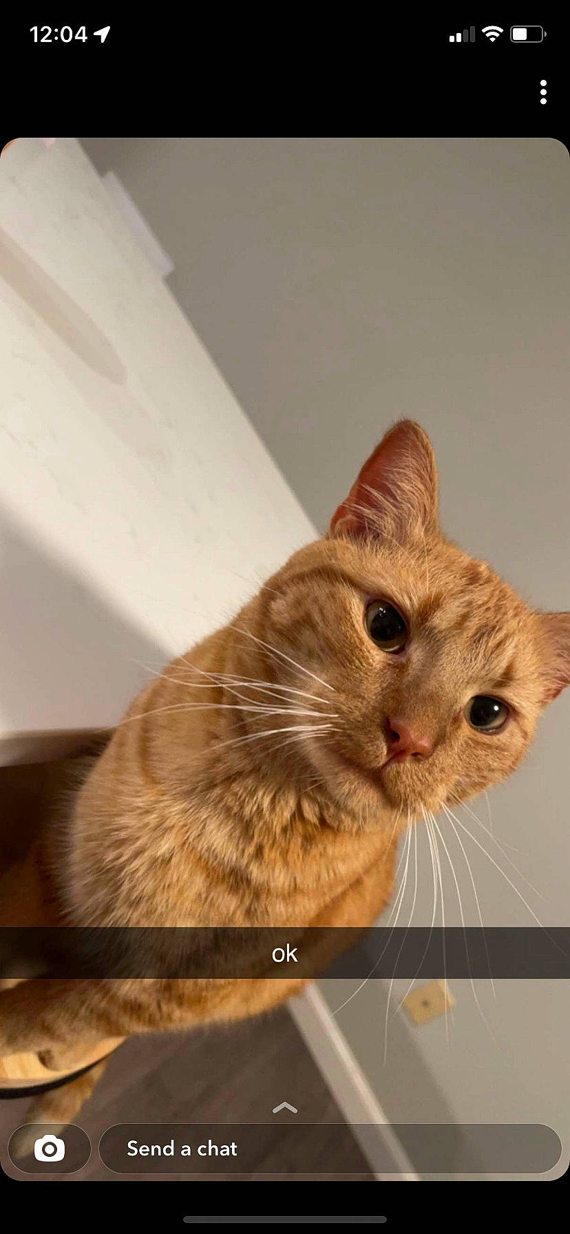 Obito is registered to the contest to win money with this photo: carnivore, cat, domestic_short_haired_cat, ear, eye, fawn, felidae, fur, head, paw, rectangle, small_to_medium_sized_cats, snout, whiskers, window, wood