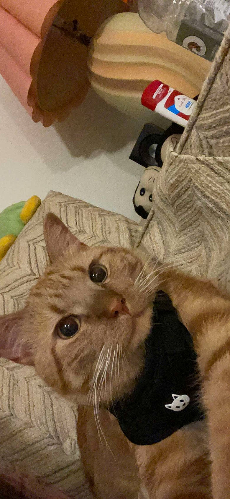 Obito is registered to the contest to win money with this photo: carnivore, cat, claw, comfort, domestic_short_haired_cat, ear, fawn, felidae, fur, gesture, paw, selfie, small_to_medium_sized_cats, snout, tail, whiskers