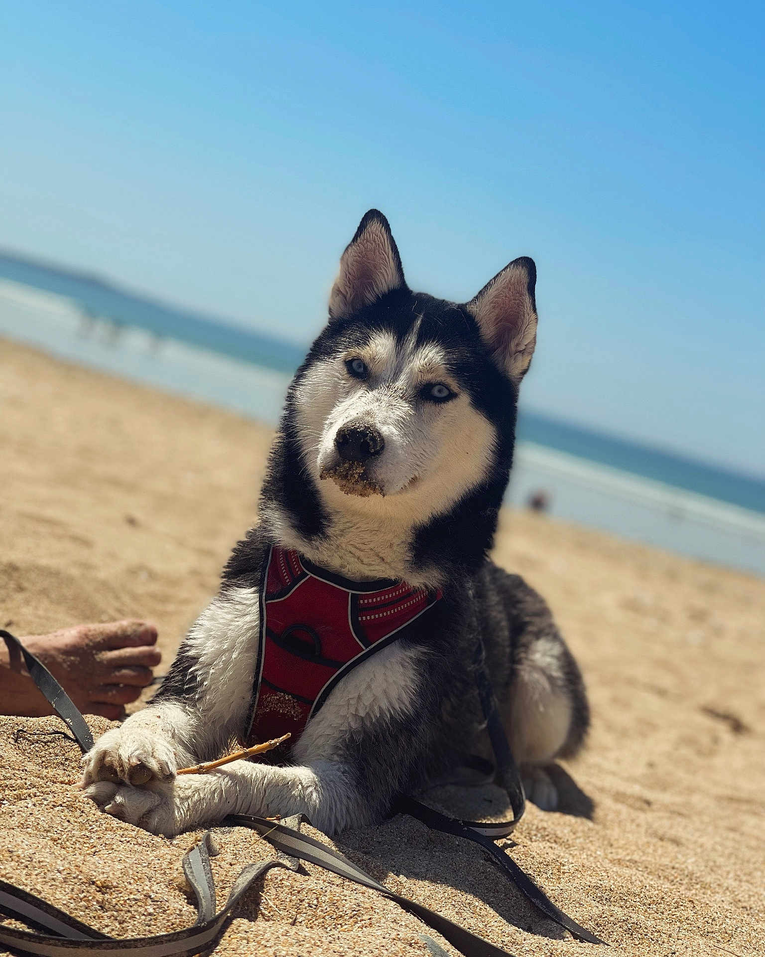 Tonka a rejoint le concours — aidez-le/la à gagner de superbes lots ! husky, dog, beach, sand, blue_sky, sea, harness, outdoor, pet, animal, canine, sunlight, relaxed, lying_down, nature, summer, closeup, portrait, leash, daytime