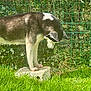 Tonka participe au concours pour gagner de l'argent avec cette photo : dog, husky, outdoor, grass, concrete_block, fence, greenery, sunlight, pet, animal, curious, standing, nature, daylight, ears, fur, canine, looking_down, garden, wire_fence