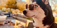 Tonka a rejoint le concours — aidez-le/la à gagner de superbes lots ! dog, husky, sunglasses, red_harness, outdoor, wooden_deck, urban, park, daylight, blue_sky, pet, animal, side_profile, cool, calm, leash, fence, sunlight, summer, portrait
