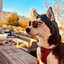 dog, husky, sunglasses, red_harness, outdoor, wooden_deck, urban, park, daylight, blue_sky, pet, animal, side_profile, cool, calm, leash, fence, sunlight, summer, portrait