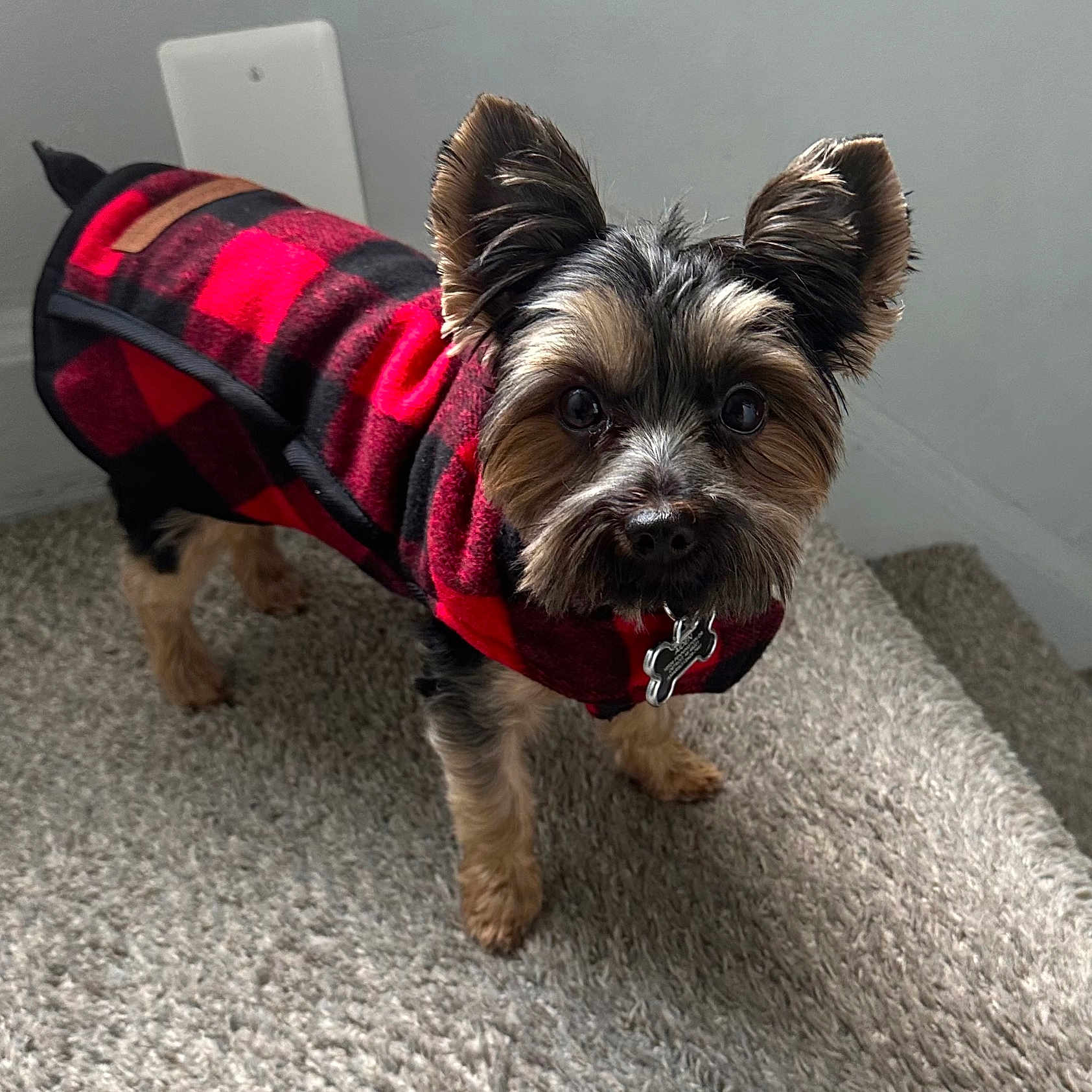Aiden joined the competition — help win amazing prizes! animal, black_and_red, canine, carpet, checkered, collar, cozy, curious, cute, dog, ears, fur, indoor, looking_up, pet, red_jacket, small_dog, staircase, standing, tag