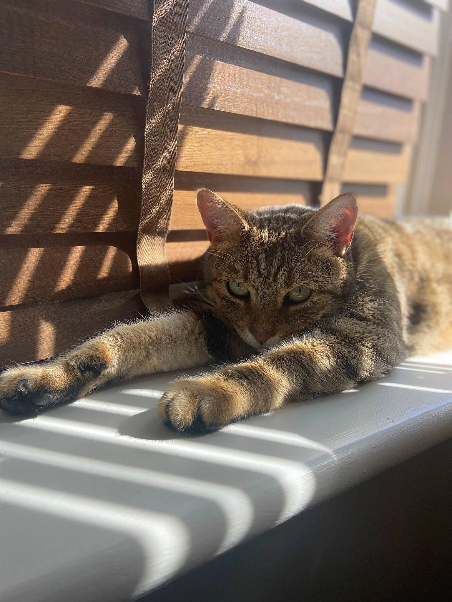 Kaya joined the competition — help win amazing prizes! carnivore, cat, claw, comfort, domestic_short_haired_cat, felidae, flooring, fur, grey, paw, room, sitting, small_to_medium_sized_cats, snout, tail, terrestrial_animal, tree, whiskers, window, wood