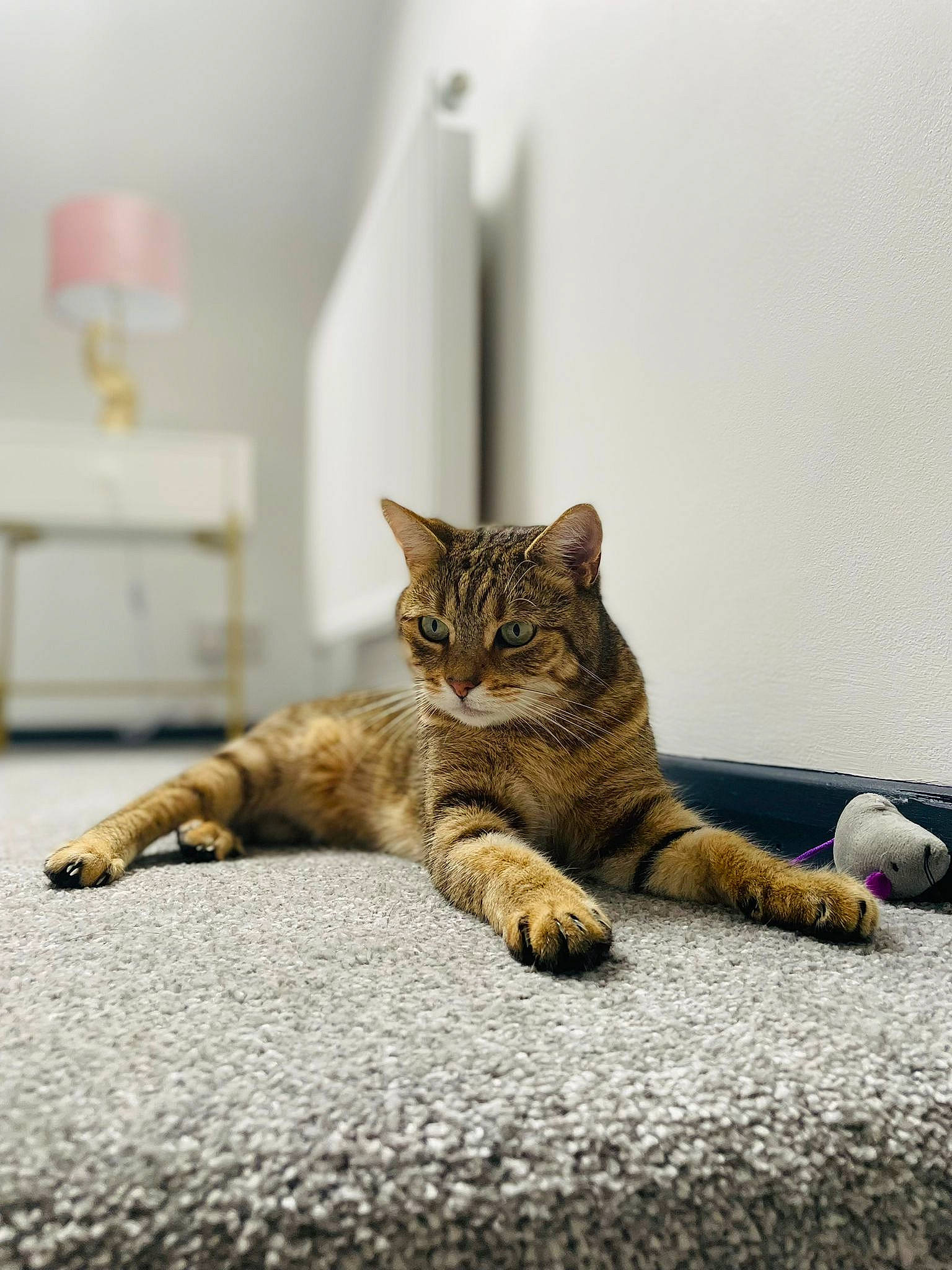 Kaya joined the competition — help win amazing prizes! carnivore, cat, claw, comfort, domestic_short_haired_cat, fawn, felidae, flooring, fur, grey, human_leg, paw, road_surface, room, small_to_medium_sized_cats, snout, tail, terrestrial_animal, whiskers, wood