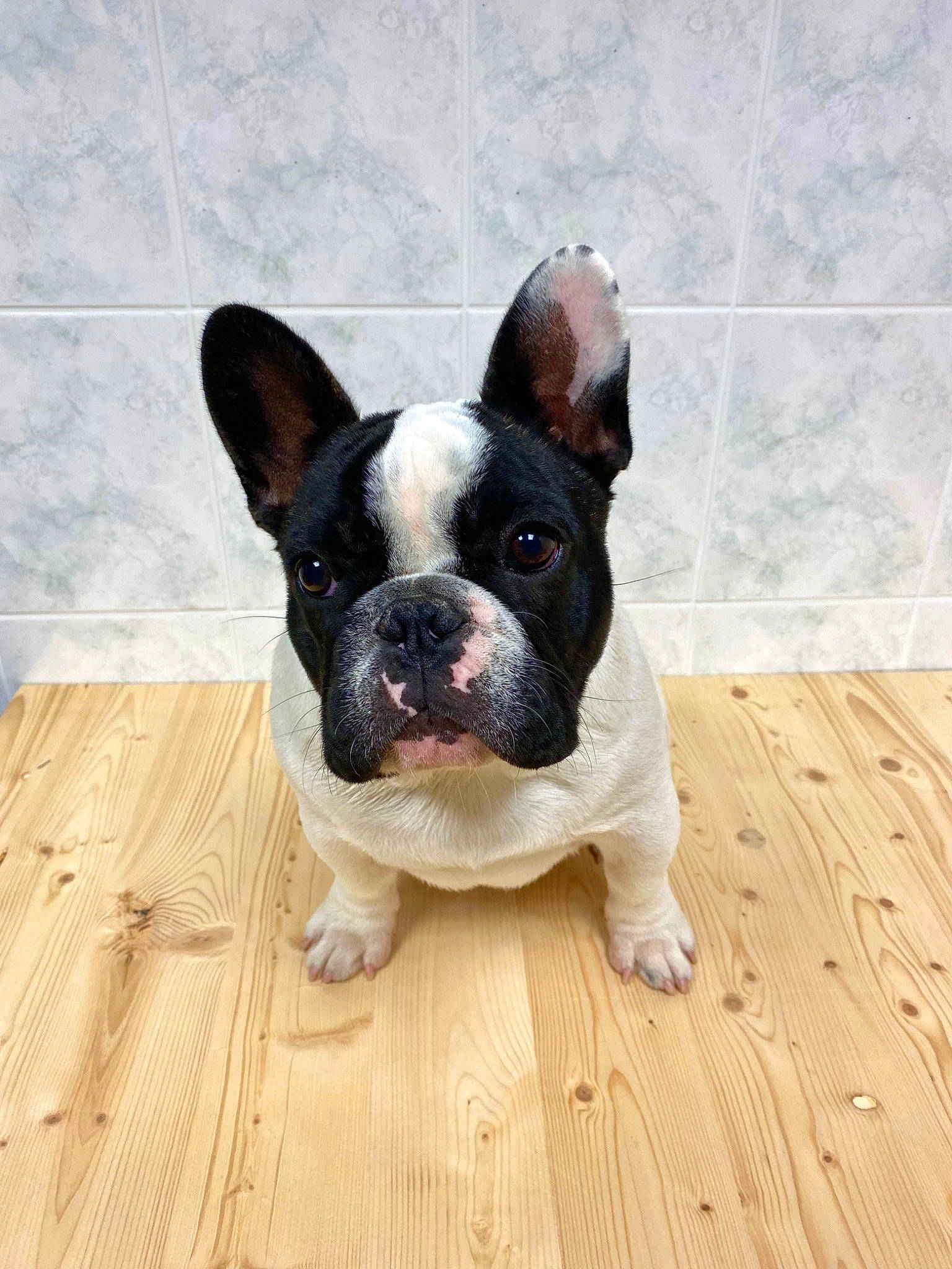 Snow participe au concours pour gagner de l'argent avec cette photo : boston_terrier, bulldog, carnivore, companion_dog, dog, dog_breed, ear, eye, fawn, flooring, hardwood, head, plank, snout, terrestrial_animal, whiskers, wood, wood_flooring, wood_stain, working_animal