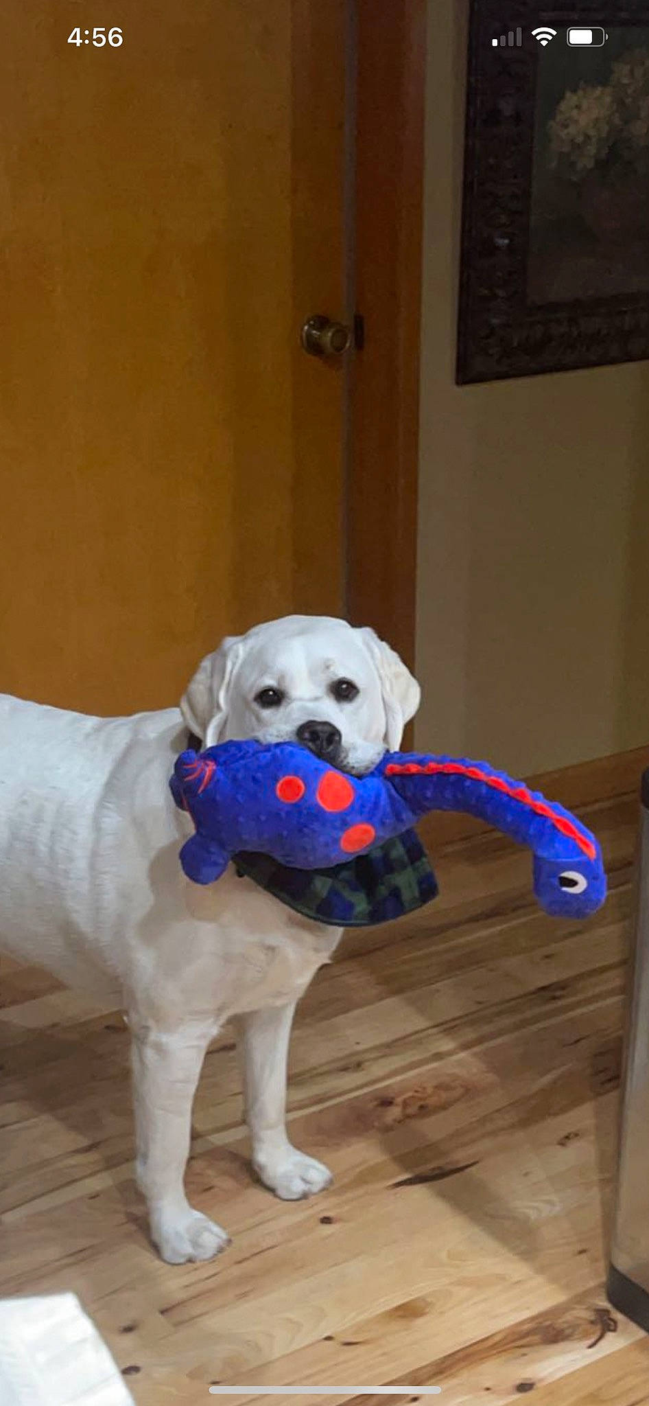 Griffin joined the competition — help win amazing prizes! canidae, carnivore, collar, companion_dog, dog, dog_breed, dog_collar, dog_supply, fawn, floor, flooring, pet_supply, snout, sporting_group, tail, toy, toy_dog, vertebrate, wood, working_animal