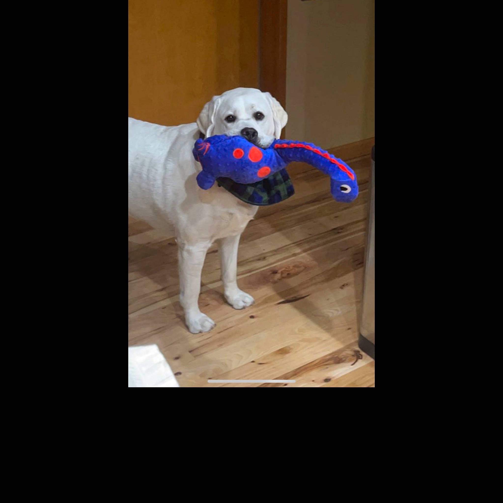 Griffin joined the competition — help win amazing prizes! carnivore, circle, collar, companion_dog, dog, dog_breed, dog_collar, dog_supply, electric_blue, fawn, font, fur, pet_supply, plant, rectangle, sporting_group, tail, whiskers, wood, working_animal