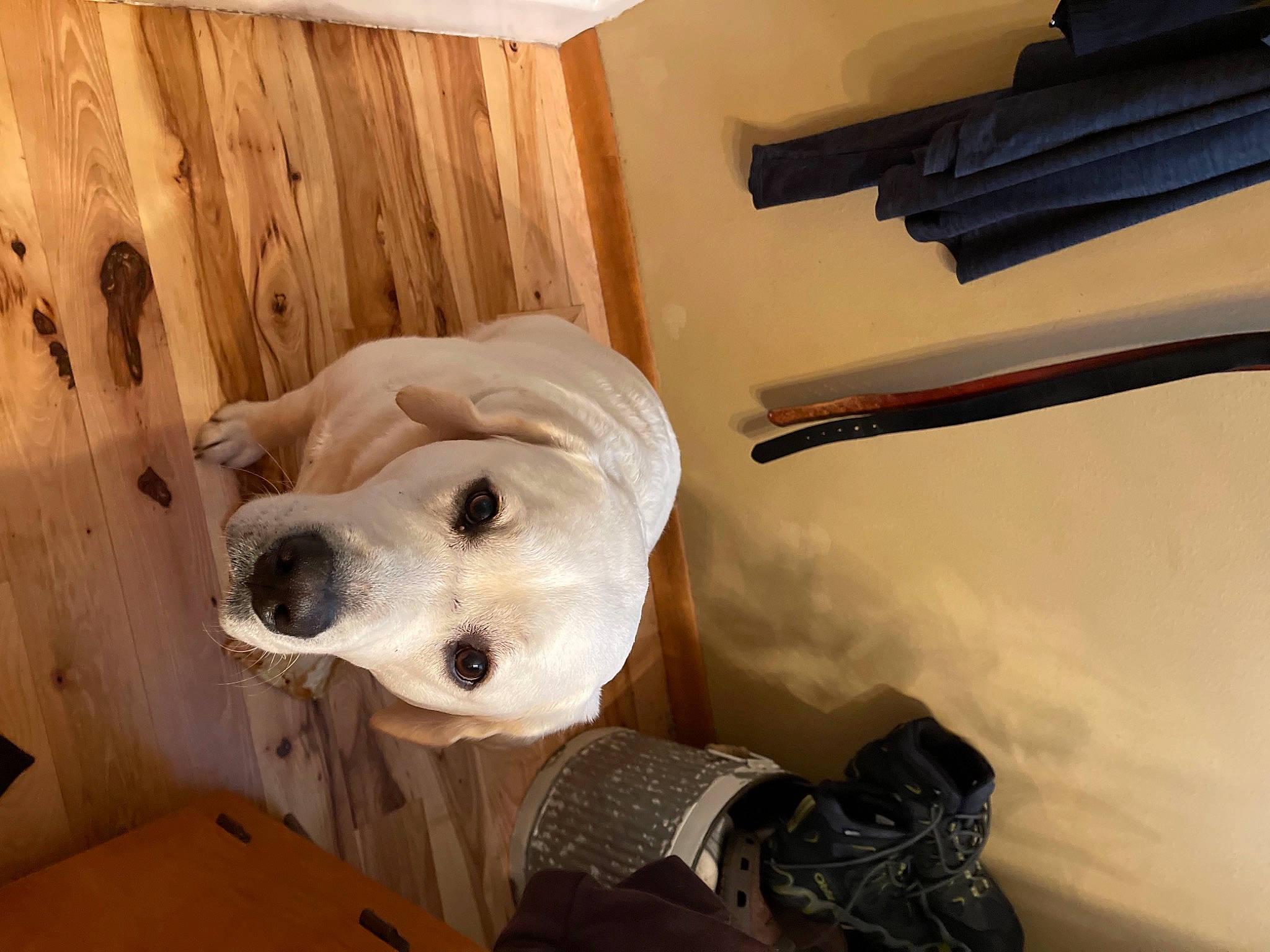 Griffin is registered to the contest to win money with this photo: ball, canidae, carnivore, comfort, companion_dog, dog, dog_breed, dog_supply, fawn, flooring, football, fur, hardwood, helmet, room, snout, sporting_group, whiskers, wood, working_animal