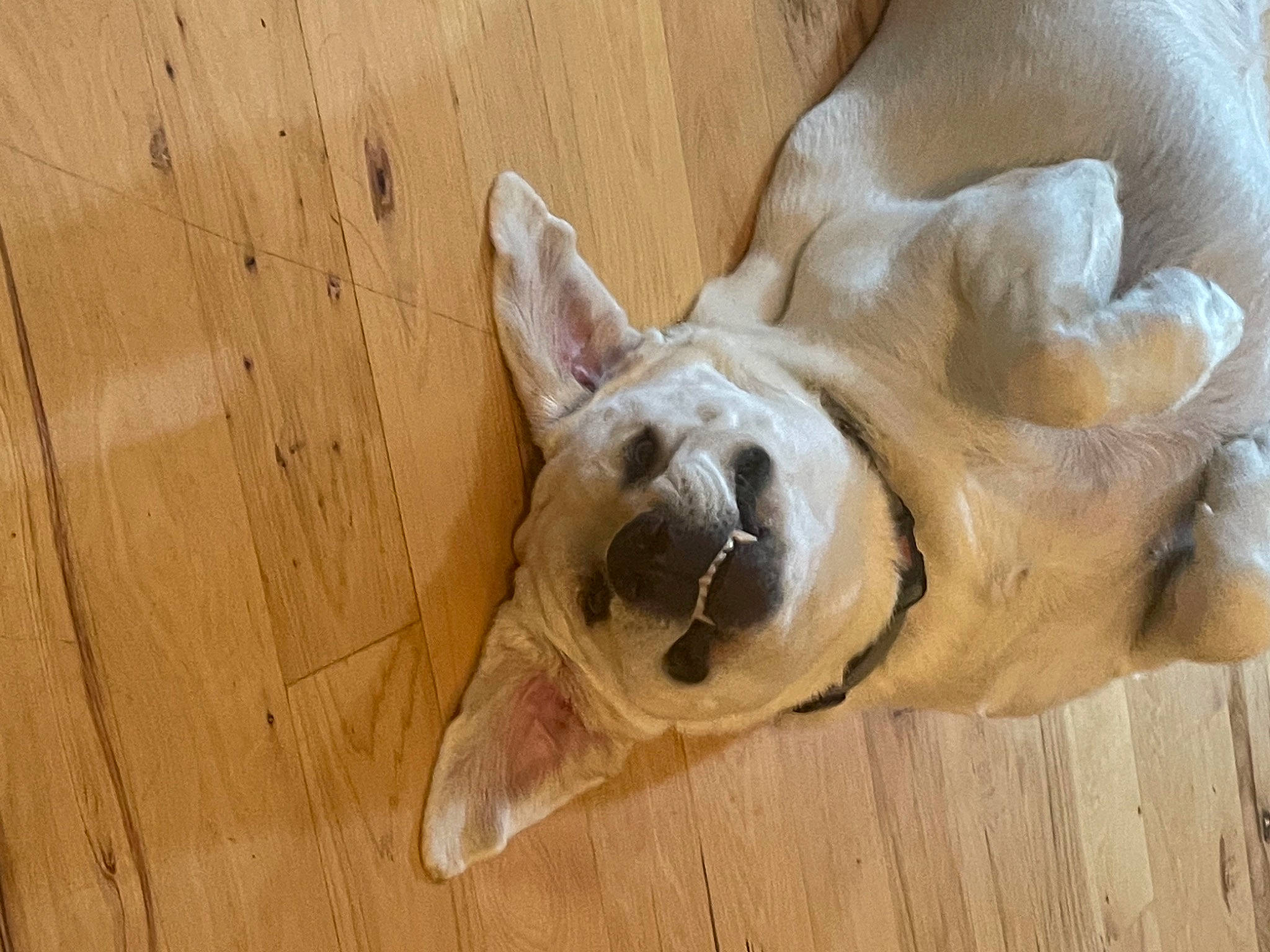 Griffin joined the competition — help win amazing prizes! carnivore, companion_dog, dog, dog_breed, ear, fawn, felidae, flooring, foot, gesture, hardwood, jaw, snout, sporting_group, tail, terrestrial_animal, whiskers, wood, working_animal, wrinkle