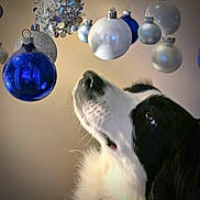 Willow joined the competition — help win amazing prizes! dog, black_and_white, border_collie, christmas_ornaments, blue_ornaments, silver_ornaments, holiday, festive, decorations, indoor, close_up, pet, curious, whiskers, fur, snout, nose, animal, background_blur, celebration