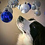 dog, black_and_white, border_collie, christmas_ornaments, blue_ornaments, silver_ornaments, holiday, festive, decorations, indoor, close_up, pet, curious, whiskers, fur, snout, nose, animal, background_blur, celebration