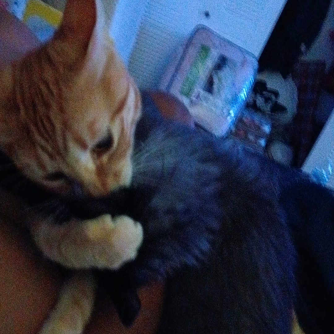 Waffles is registered to the contest to win money with this photo: abyssinian, animal, bed, bedroom, cat, chair, couch, face, furniture, head, indoors, kitten, manx, person, pet, photography, plant, portrait, pottedplant, sleeping