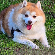 Sia joined the competition — help win amazing prizes! dog, grass, outdoor, pet, canine, happy, tongue_out, fence, nature, fur, mammal, animal, resting, smiling, daylight, summer, greenery, cute, domestic_animal, leisure