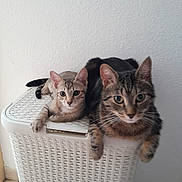 Néya participe au concours pour gagner de l'argent avec cette photo : animal, animals, cat, cats, cute, domestic, ears, feline, felines, floor, indoor, laundry_basket, pet, pets, relaxed, resting, tail, wall, whiskers, white