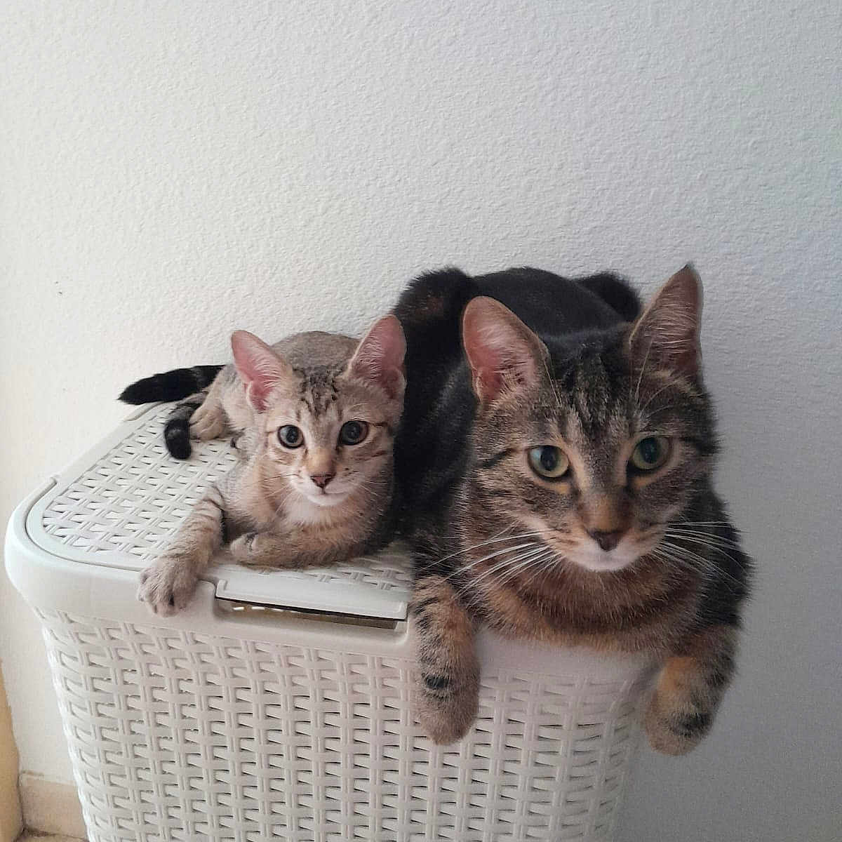 Néya participe au concours pour gagner de l'argent avec cette photo : animal, animals, cat, cats, cute, domestic, ears, feline, felines, floor, indoor, laundry_basket, pet, pets, relaxed, resting, tail, wall, whiskers, white