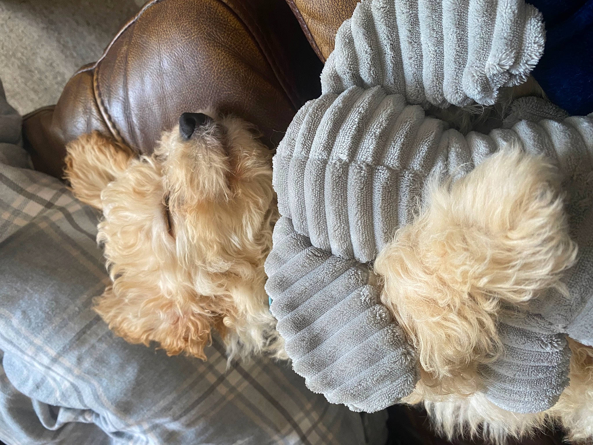 Kenny is registered to the contest to win money with this photo: canidae, carnivore, comfort, companion_dog, dog, dog_breed, dog_supply, fashion_accessory, fawn, fur, fur_clothing, hat, liver, pet_supply, sporting_group, tail, terrier, toy_dog, wool, working_animal