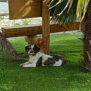 Lola a rejoint le concours — aidez-le/la à gagner de superbes lots ! dog, grass, outdoor, bench, wood, tree, palm_tree, pet, animal, shade, relaxed, lying_down, black_and_white, fur, nature, sunlight, garden, leaf, trunk, daytime