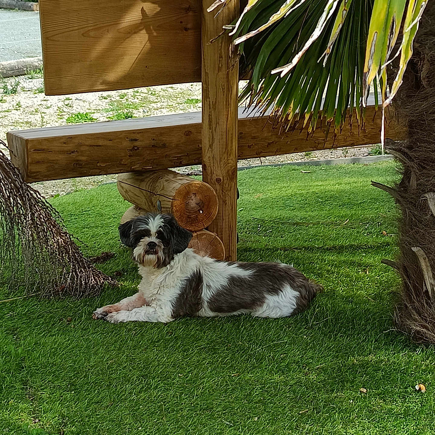 Lola