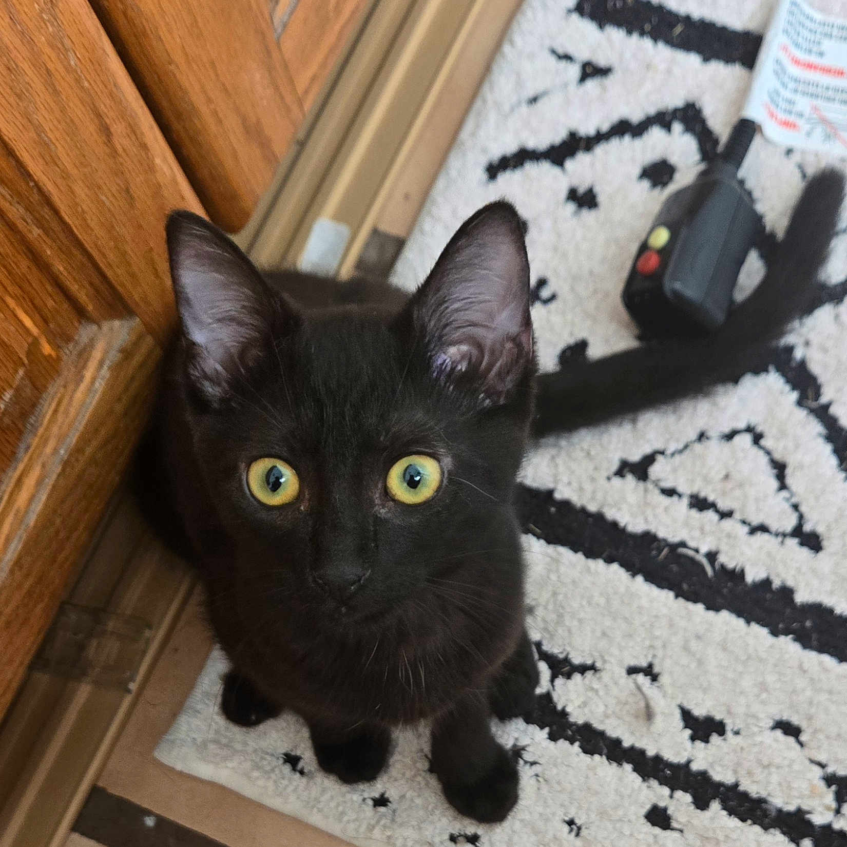 Eudora joined the competition — help win amazing prizes! animal, black_cat, black_fur, close_up, curious, domestic_cat, ears, feline, floor, house_pet, indoor, kitten, looking_up, pet, rug, tail, whiskers, wooden_door, yellow_eyes, young_cat