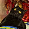 black_cat, yellow_eyes, feathers, red_fabric, gold_fabric, close_up, pet, animal, fur, whiskers, indoor, colorful, texture, portrait, looking_up, vibrant_colors, soft_lighting, domestic_cat, curious, feline