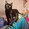 cat, black_cat, tabby_cat, indoor, couch, colorful_light, wall_art, curious, pets, feline, domestic_animal, cozy, household, furniture, relaxed, sitting, looking_up, multicolor, tissue_box, container