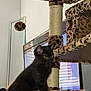 animal, black_cat, blinds, cat_tree, cozy, curious, cute, domestic, feline, furniture, hanging_toy, indoor, kitten, leopard_print, pet, resting, side_view, sisal_rope, window, young_cat