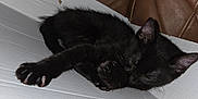 Eudora is registered to the contest to win money with this photo: animal, black_cat, brown_couch, cardboard_box, closed_eyes, cozy, cute, domestic, feline, fur, home, indoor, kitten, paw, pet, relaxing, resting, sleeping, soft, young_cat