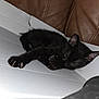 animal, black_cat, brown_couch, cardboard_box, closed_eyes, cozy, cute, domestic, feline, fur, home, indoor, kitten, paw, pet, relaxing, resting, sleeping, soft, young_cat