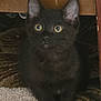 animal, black_cat, carpet, closeup, curious, cute, dark_fur, domestic_cat, feline, furniture, indoor, kitten, looking, pet, shadow, sitting, small, wide_eyes, yellow_eyes, young_cat
