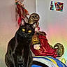 black_cat, cat, pet, animal, indoor, blanket, yellow_eyes, feathers, wall, doll, jester, decoration, photo, portrait, colorful, furniture, cozy, sitting, feline, domestic_animal