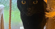 Eudora is registered to the contest to win money with this photo: animal, background_blur, black_cat, cat, close_up, cozy, curious, domestic_cat, feline, furniture, home, indoor, looking_at_camera, pet, portrait, rope, soft_light, whiskers, window, yellow_eyes