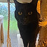 black_cat, cat, indoor, pet, animal, whiskers, yellow_eyes, curious, close_up, window, rope, furniture, cozy, domestic_cat, portrait, looking_at_camera, feline, soft_light, background_blur, home