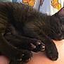 animal, black_cat, closeup, comfort, cozy, cute, domestic_cat, feline, fur, human_arm, indoors, kitten, nap, paw, pet, relaxation, resting, sleeping, soft, whiskers