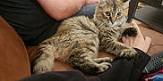 Muta Cheese is registered to the contest to win money with this photo: animal, blanket, cat, comfort, controller, couch, fur, furniture, grip, hand, indoor, leather, living_room, paw, person, pet, relaxing, remote_control, seated, tabby_cat