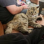animal, blanket, cat, comfort, controller, couch, fur, furniture, grip, hand, indoor, leather, living_room, paw, person, pet, relaxing, remote_control, seated, tabby_cat