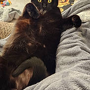 Muta Cheese joined the competition — help win amazing prizes! animal, black_cat, blanket, carpet, cat, comfort, cozy, curious, cute, feline, fur, home, indoor, paw, pet, relaxed, resting, soft, toy, wide_eyes