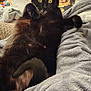 animal, black_cat, blanket, carpet, cat, comfort, cozy, curious, cute, feline, fur, home, indoor, paw, pet, relaxed, resting, soft, toy, wide_eyes