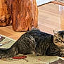 animal, cat, closeup, cozy, curious, domestic, ears, floor, fluffy, furniture, home, indoor, mammal, pet, relaxed, rug, tabby, tail, whiskers, wooden_floor