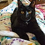 animal, black_cat, blanket, cat, closeup, comfortable, cozy, cute, domestic_cat, feline, fur, indoor, laying_down, looking_at_camera, pet, relaxing, soft_texture, warm, whiskers, yellow_eyes