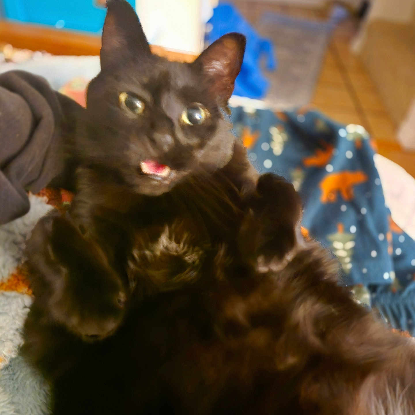 Muta Cheese