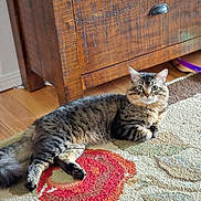 Chomper joined the competition — help win amazing prizes! animal, carpet, cat, cozy, curious, domestic_animal, ears, feline, floor, home, indoor, lying_down, paws, pet, relaxed, rug, tabby, tail, whiskers, wooden_furniture
