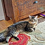 animal, carpet, cat, cozy, curious, domestic_animal, ears, feline, floor, home, indoor, lying_down, paws, pet, relaxed, rug, tabby, tail, whiskers, wooden_furniture