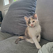 Moumoune a rejoint le concours — aidez-le/la à gagner de superbes lots ! blanket, calico, cat, couch, curious, cute, domestic, ears, feline, fur, gray, home, indoor, kitten, pet, seated, tail, whiskers, window, young