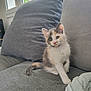 blanket, calico, cat, couch, curious, cute, domestic, ears, feline, fur, gray, home, indoor, kitten, pet, seated, tail, whiskers, window, young