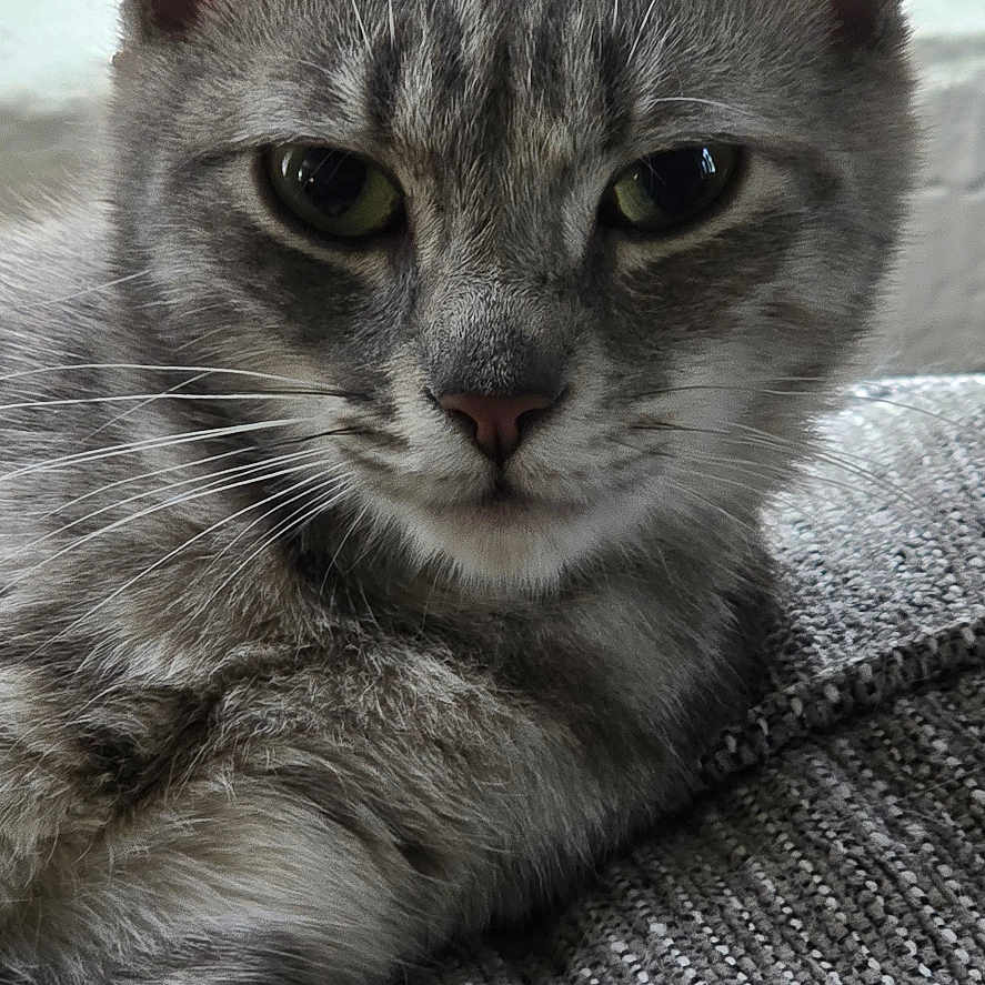 Gracie is registered to the contest to win money with this photo: abyssinian, angora, animal, cat, couch, egyptiancat, furniture, gray, homedecor, kitten, linen, manx, pet, siamese