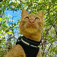 Walter joined the competition — help win amazing prizes! cat, orange_cat, animal, pet, harness, outdoor, nature, greenery, leaves, flowers, tree, blue_sky, close_up, curious, whiskers, fur, daylight, looking_up, mammal, garden