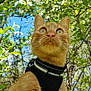 cat, orange_cat, animal, pet, harness, outdoor, nature, greenery, leaves, flowers, tree, blue_sky, close_up, curious, whiskers, fur, daylight, looking_up, mammal, garden